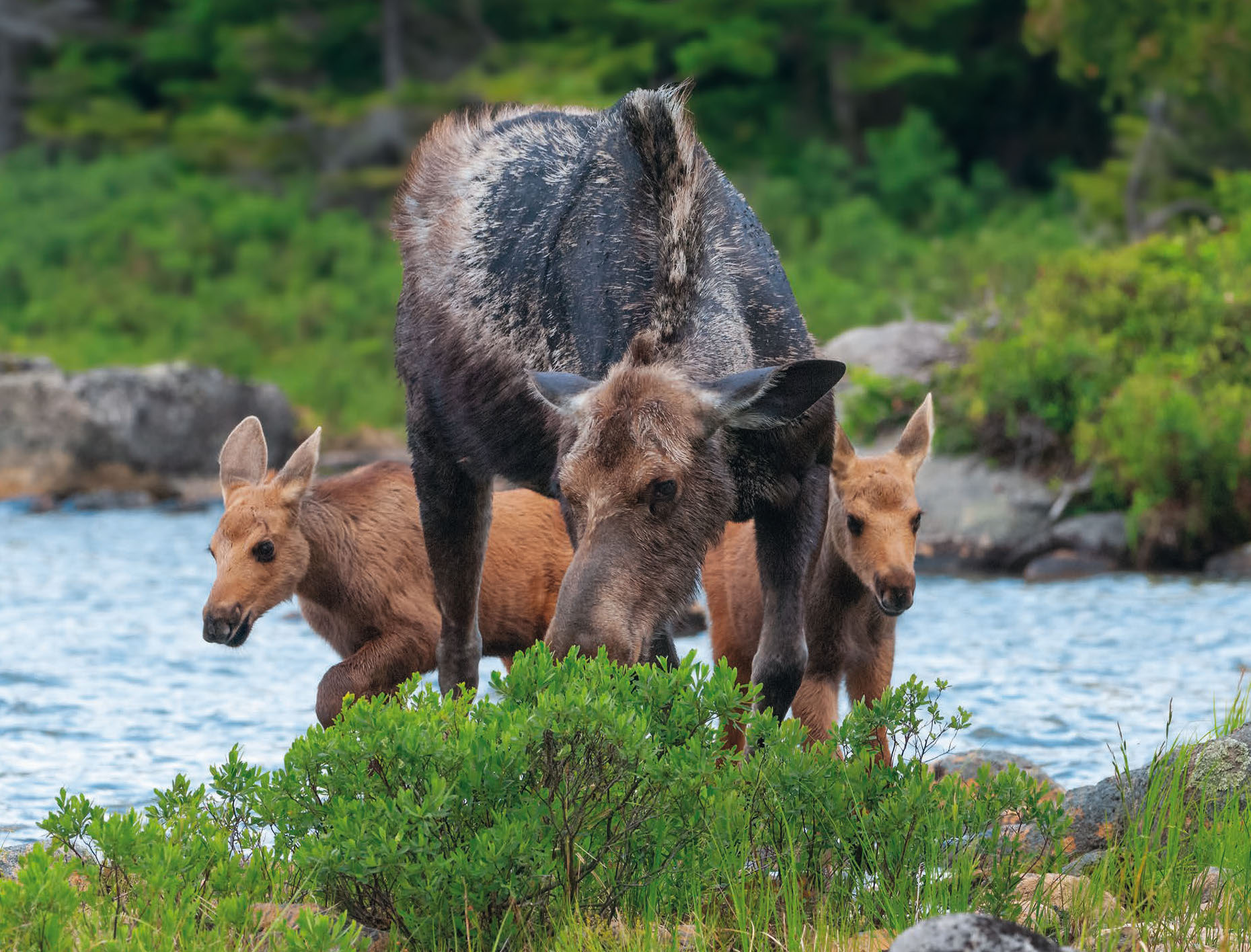moose-calendar-eastern-illustrating