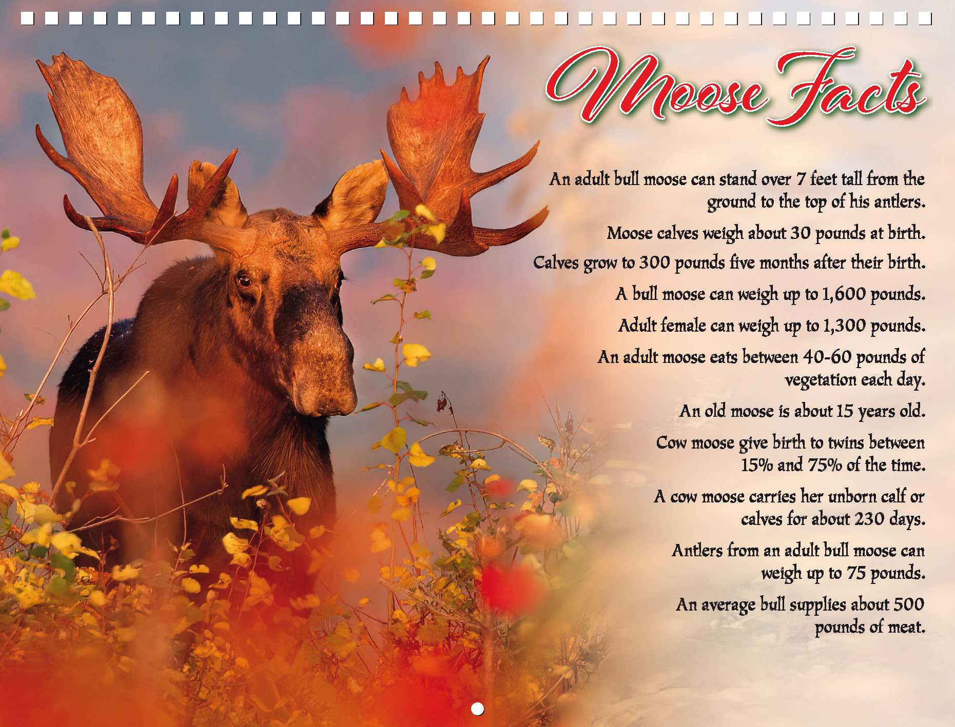 Moose Calendar - Image 4
