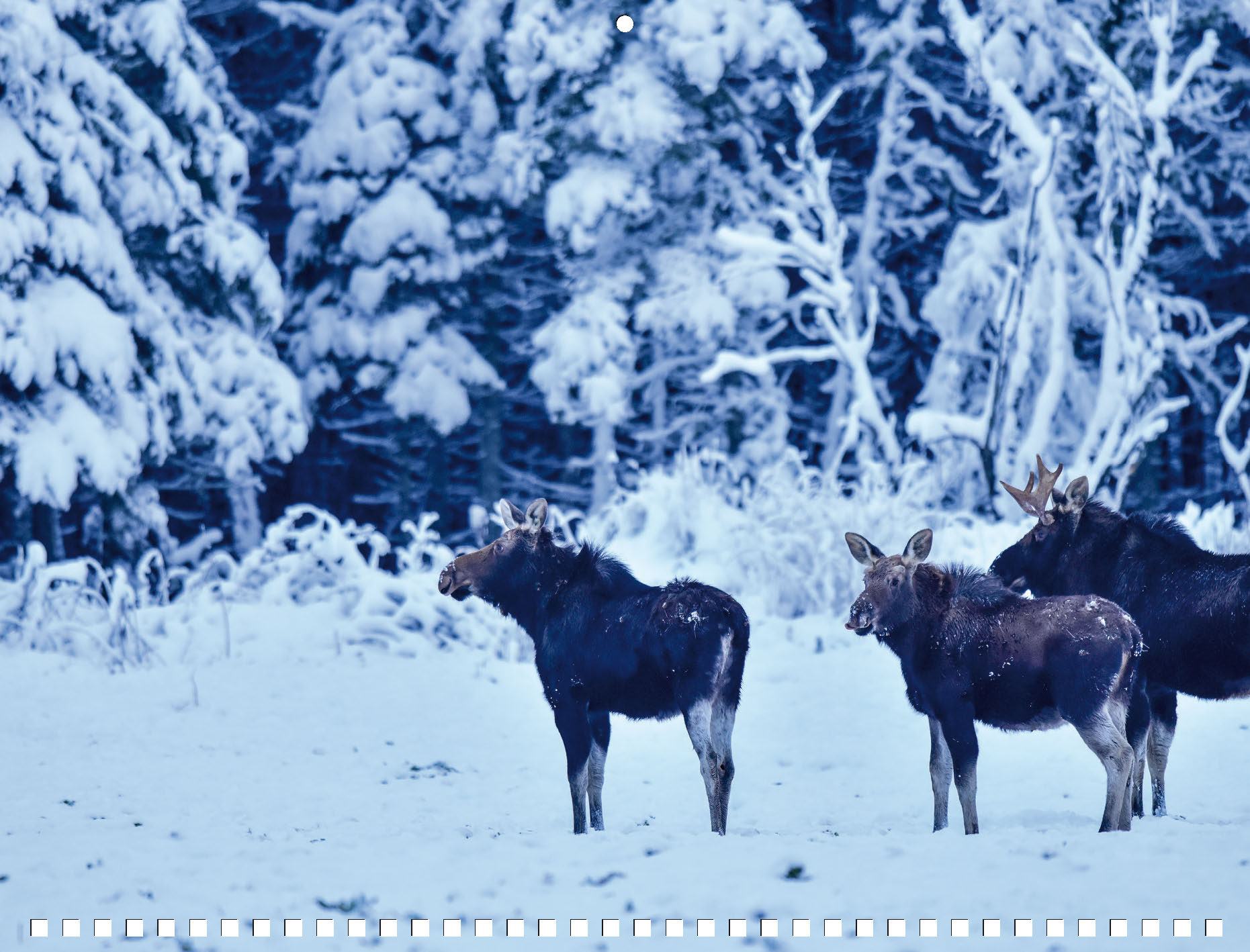 Moose Calendar - Image 5