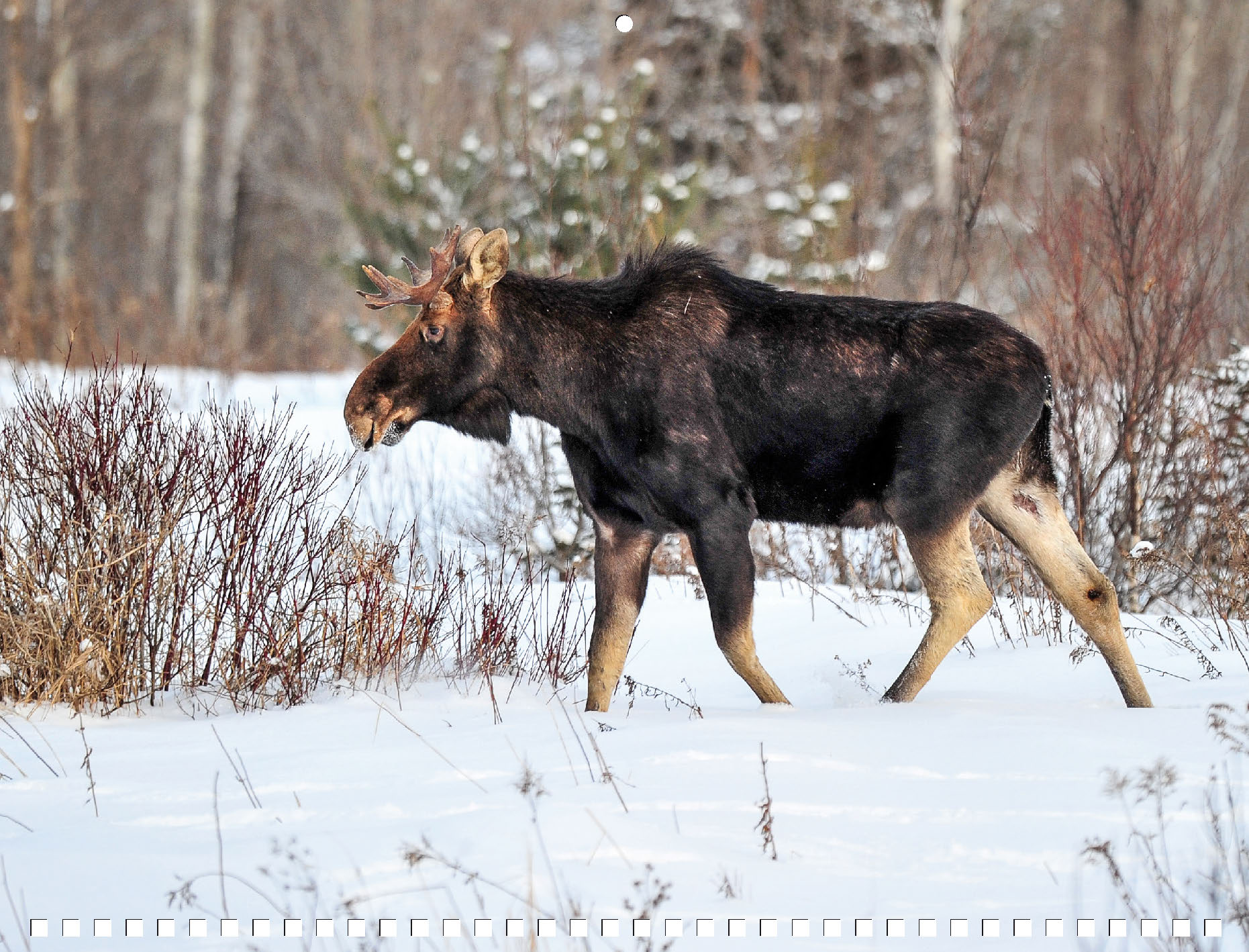 Moose Calendar - Image 6