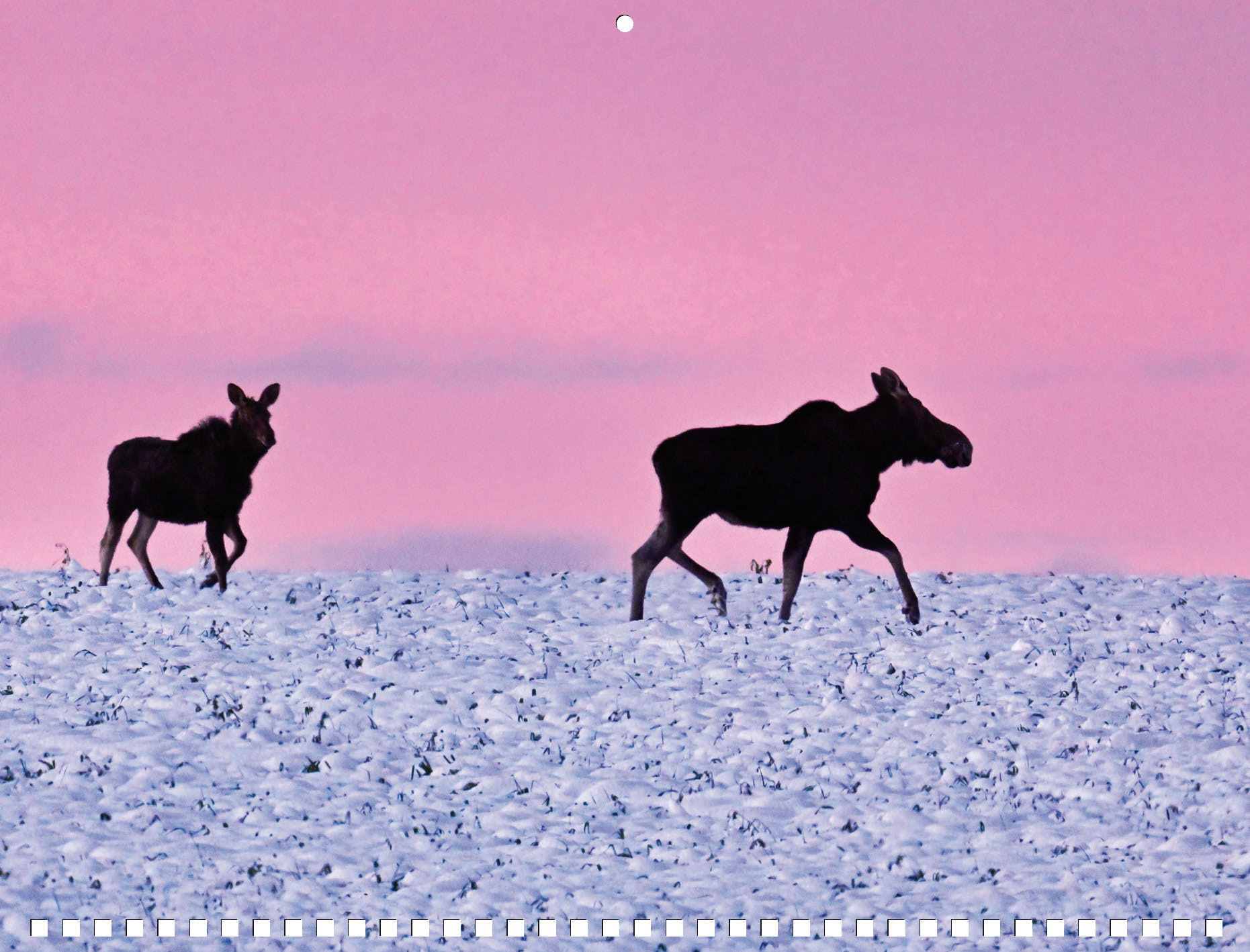 Moose Calendar - Image 7
