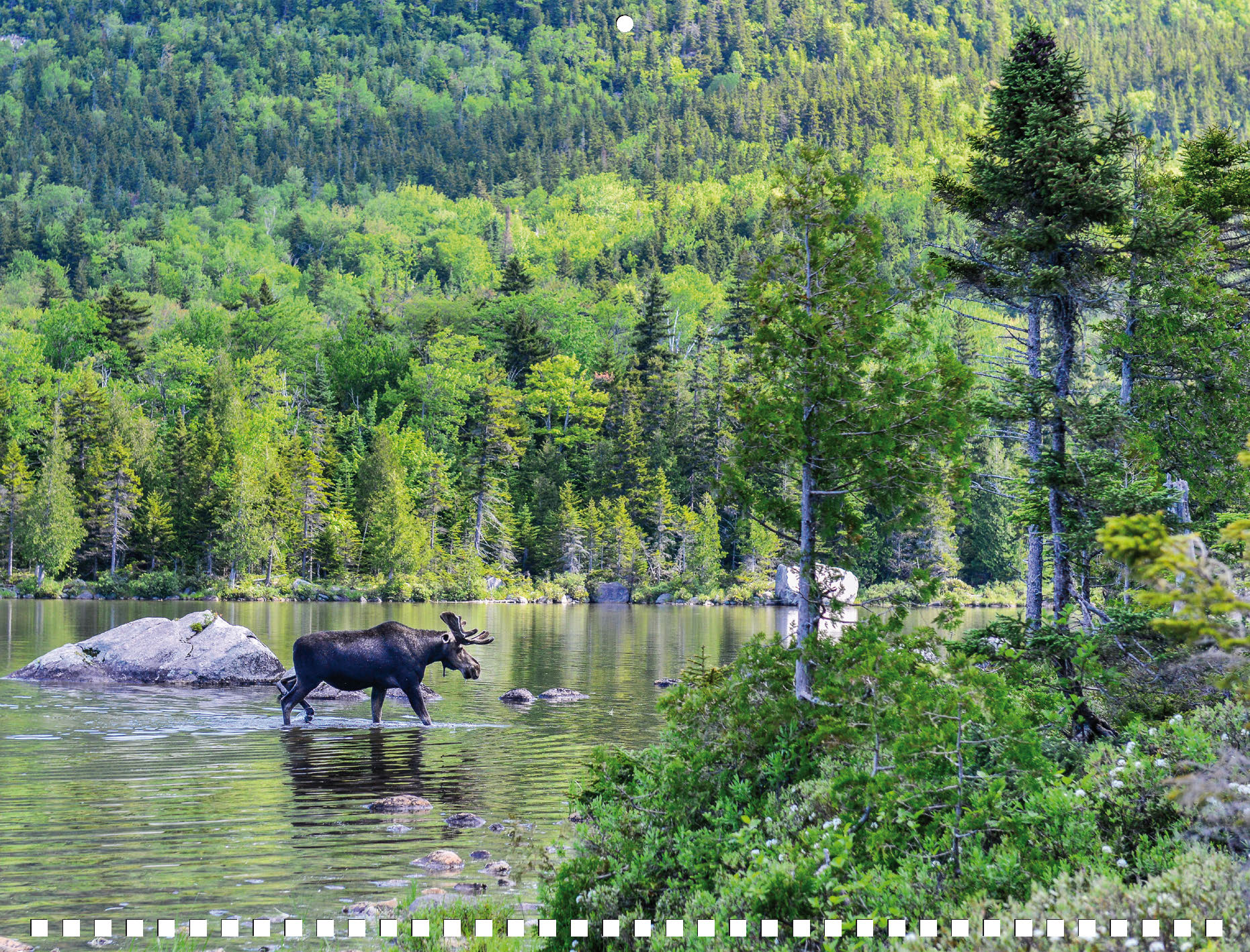 Moose Calendar - Image 8