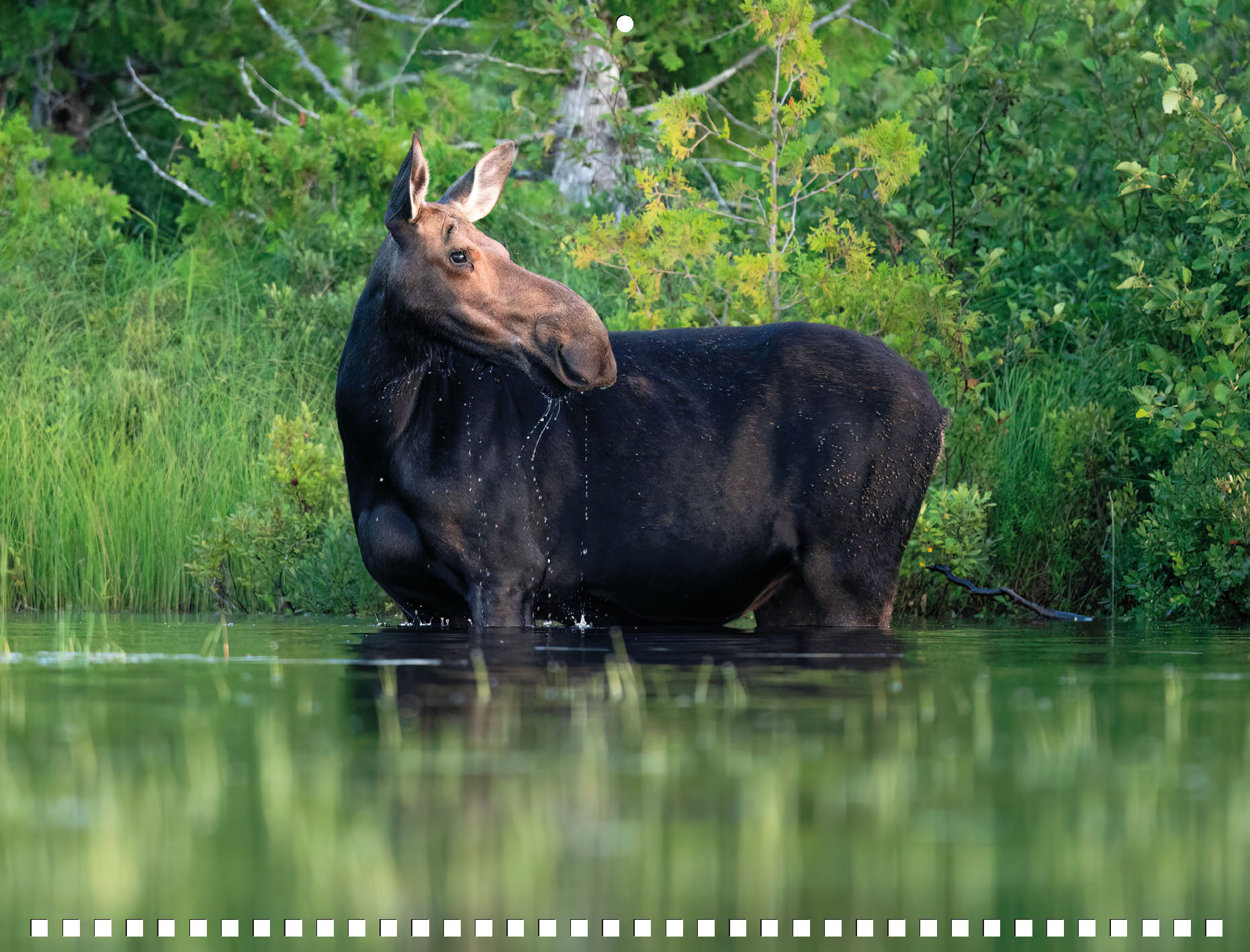 Moose Calendar - Image 9