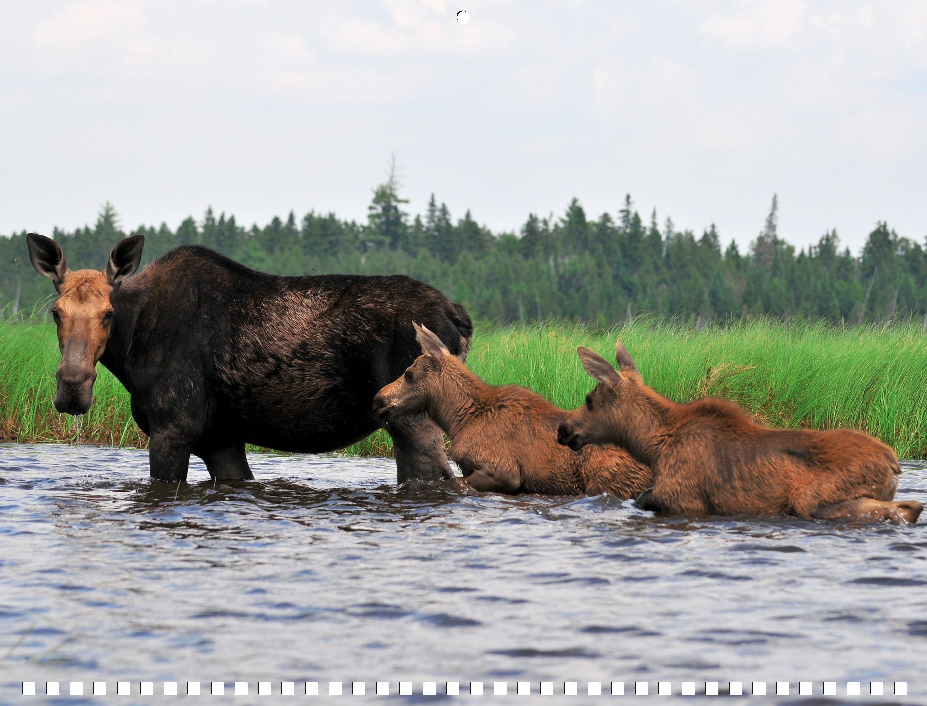 Moose Calendar - Image 10