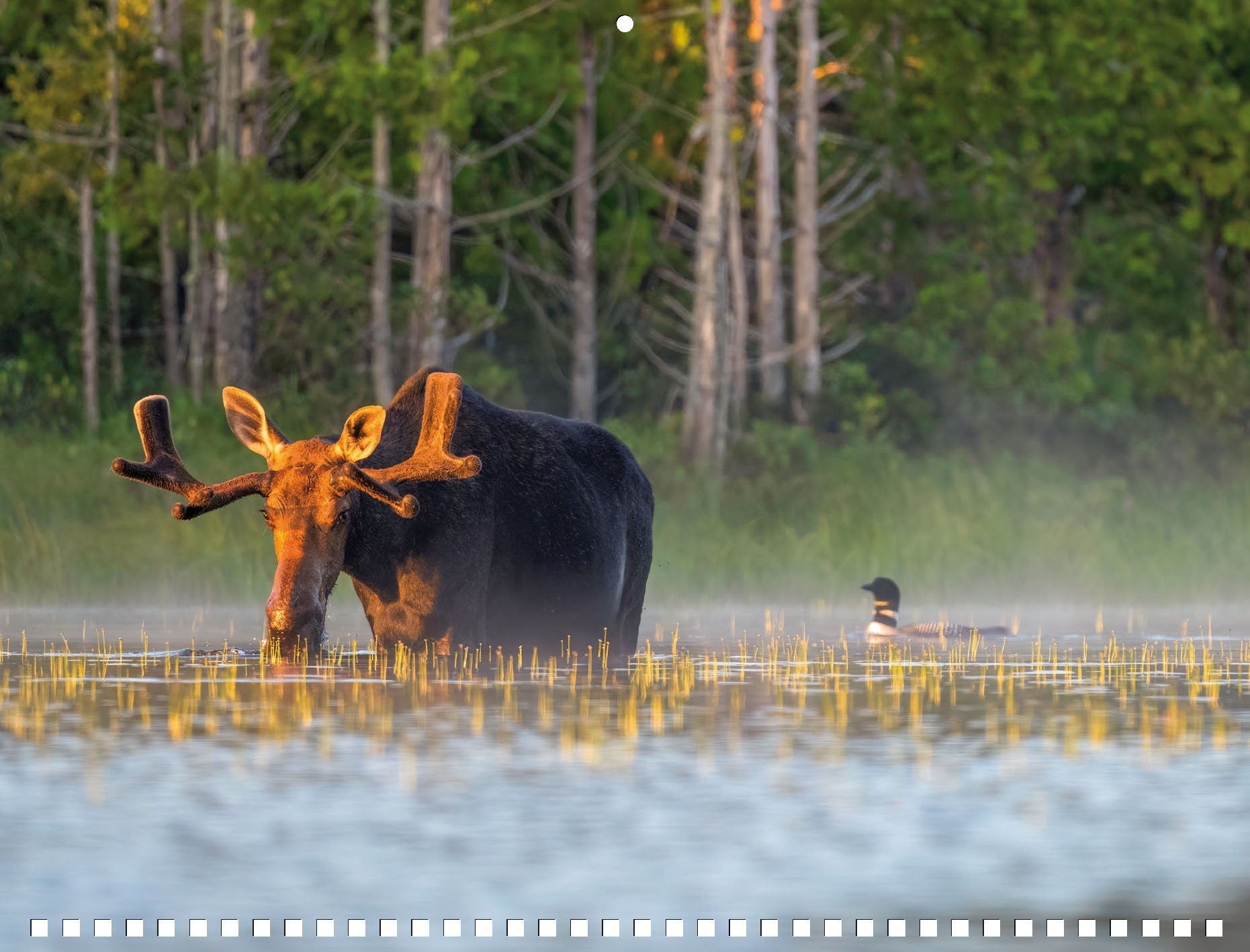 Moose Calendar - Image 11