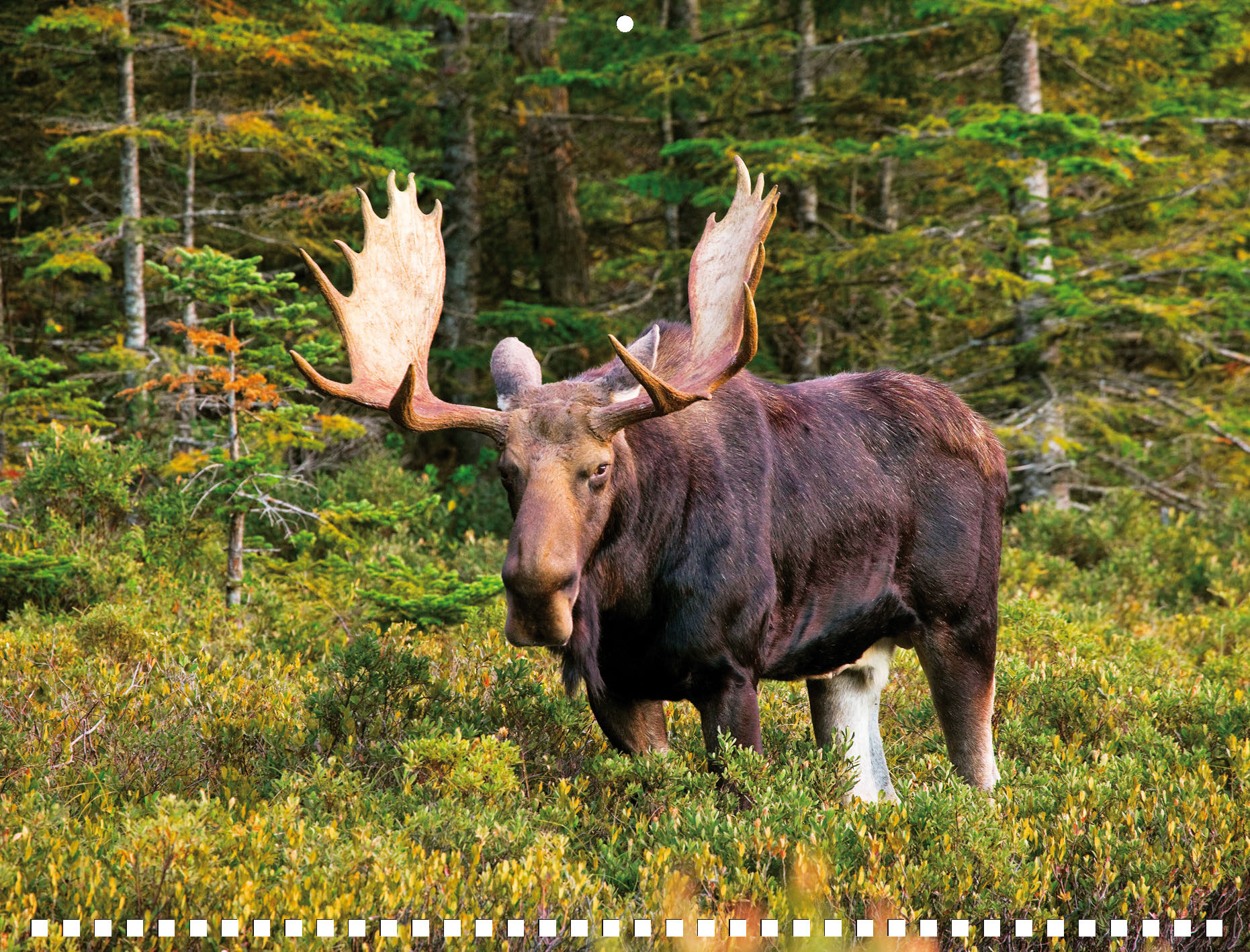 Moose Calendar - Image 12