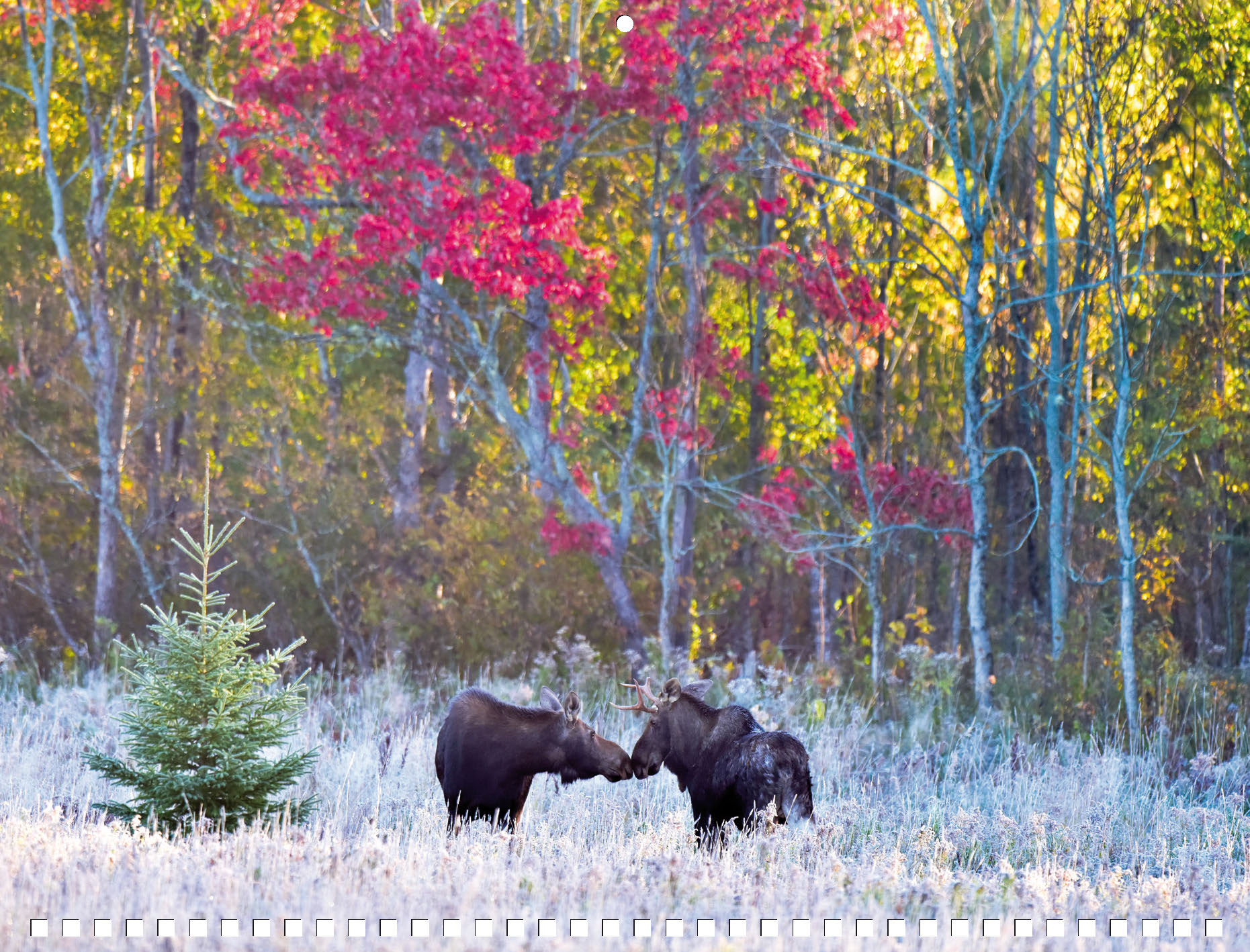 Moose Calendar - Image 13