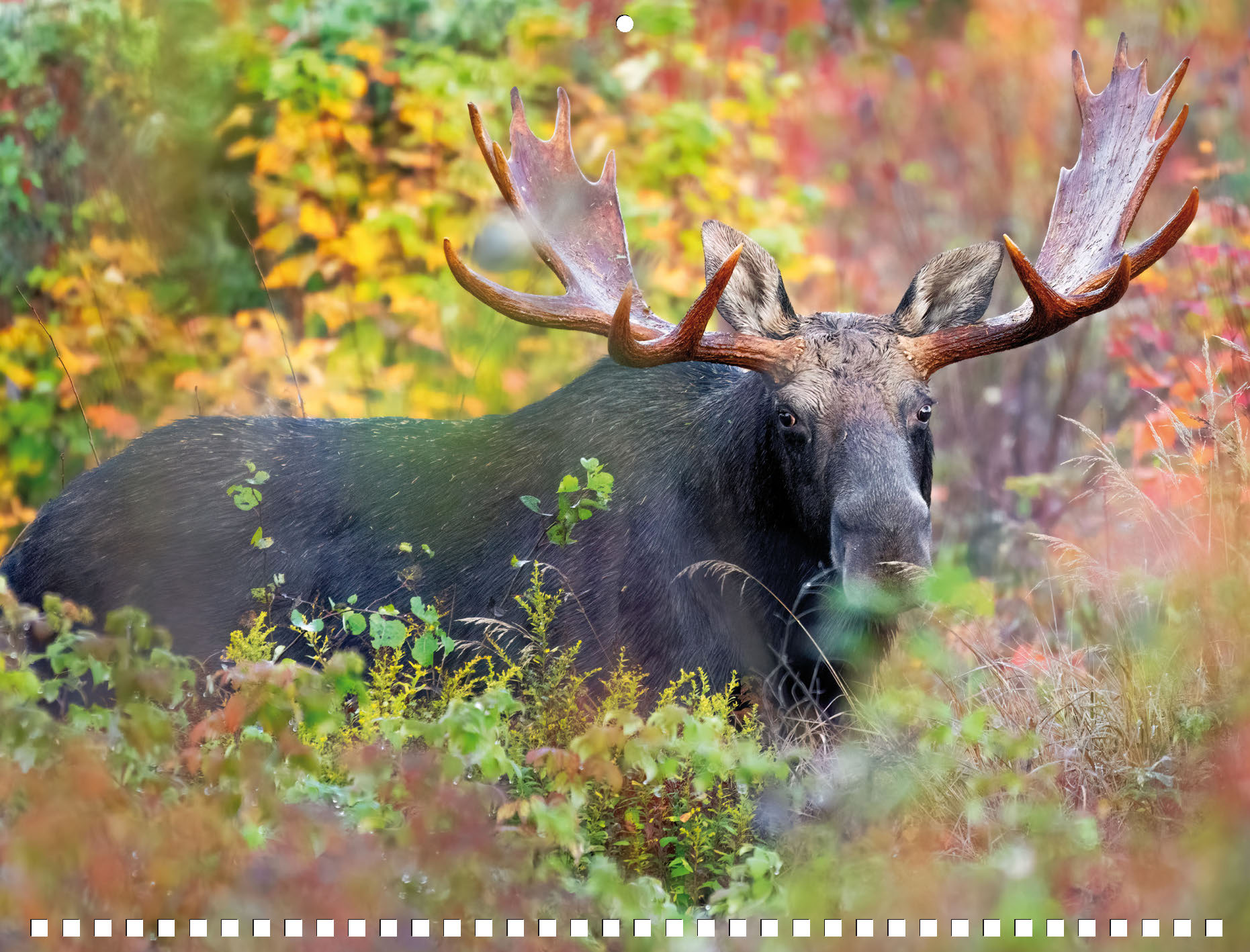 Moose Calendar - Image 14