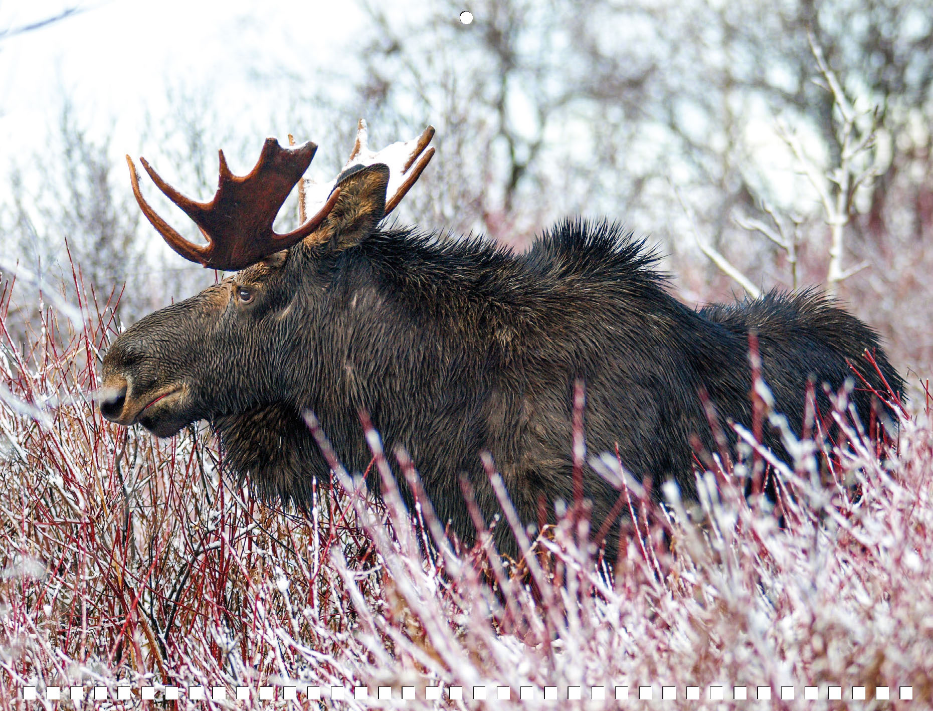 Moose Calendar - Image 15