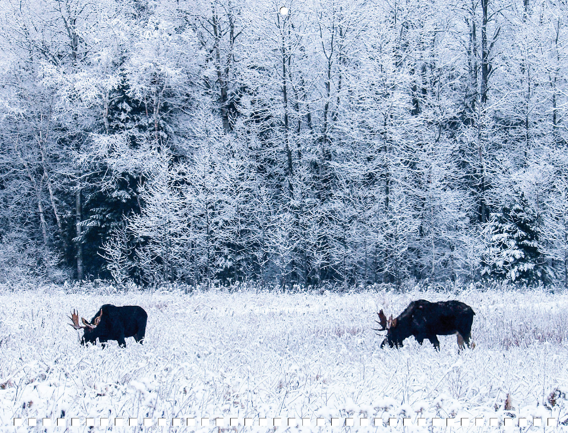 Moose Calendar - Image 16