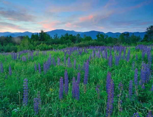 White Mountains - Image 10