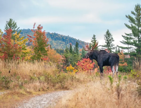 White Mountains - Image 15