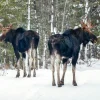 Moose Calendar - Image 4