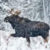 Moose Calendar - Image 6