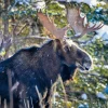 Moose Calendar - Image 7