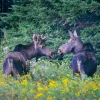 Moose Calendar - Image 8