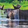 Moose Calendar - Image 9