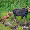 Moose Calendar - Image 10