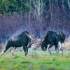 Moose Calendar - Image 11