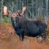 Moose Calendar - Image 12