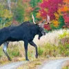 Moose Calendar - Image 13