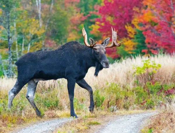 Moose Calendar - Image 13