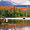 Moose Calendar - Image 14
