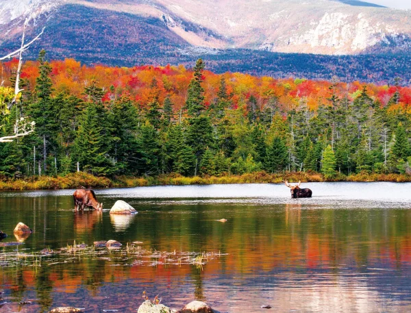 Moose Calendar - Image 14
