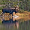 Moose Calendar - Image 15