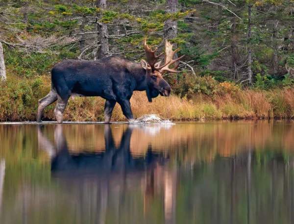 Moose Calendar - Image 15