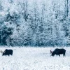 Moose Calendar - Image 16