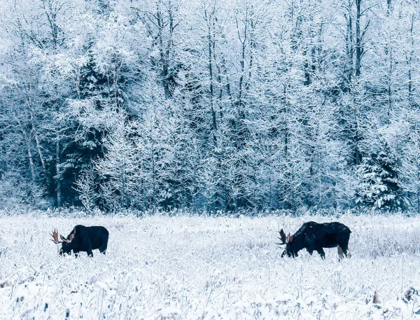 Moose Calendar - Image 16